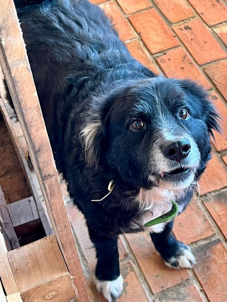 Cão