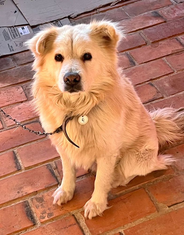 Cão