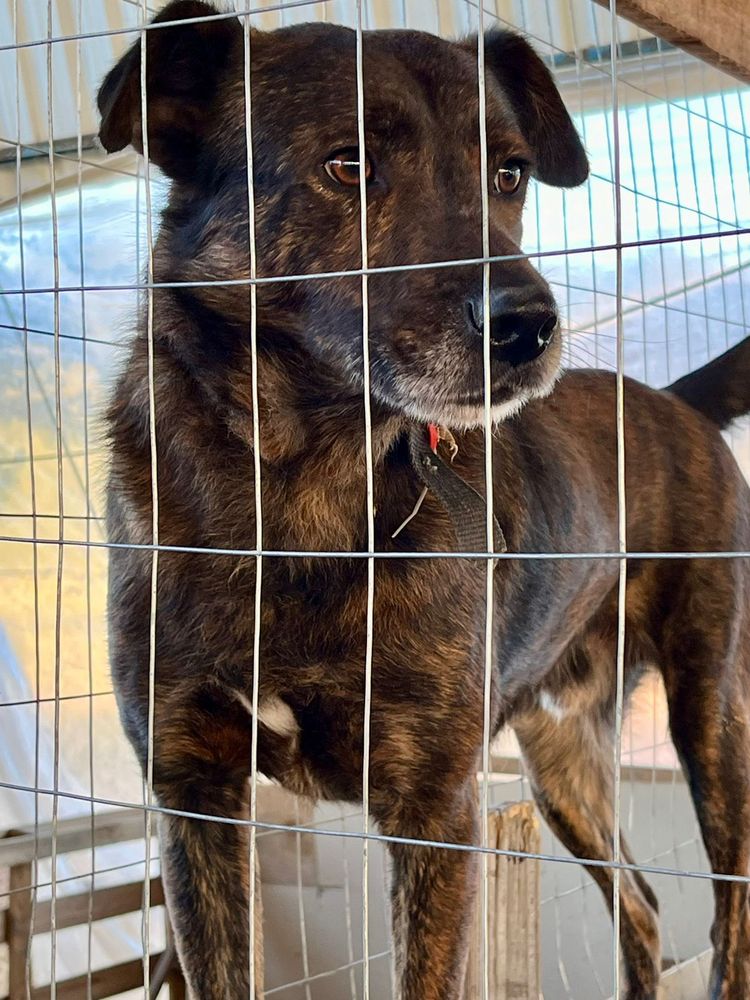 Cão