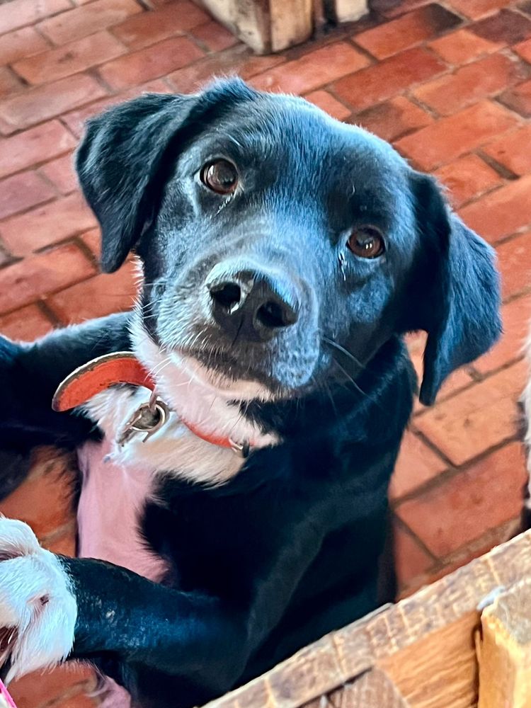 Cão
