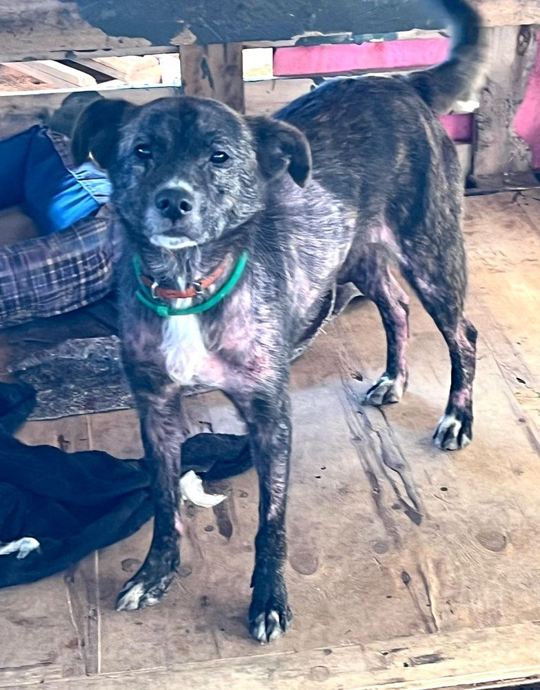 Cão
