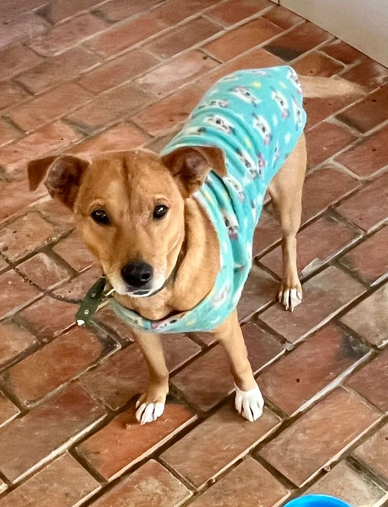 Cão