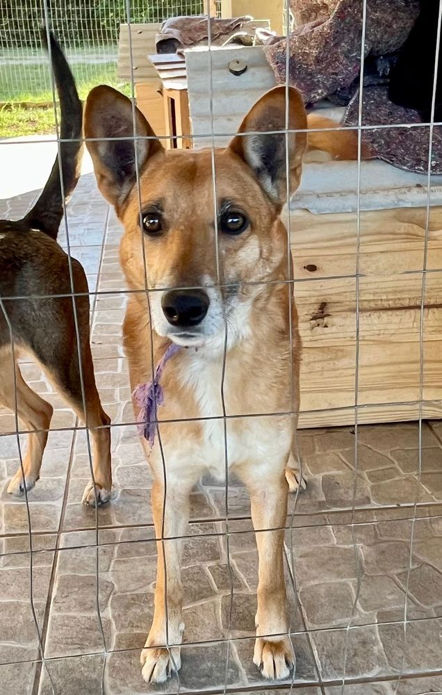 Cão