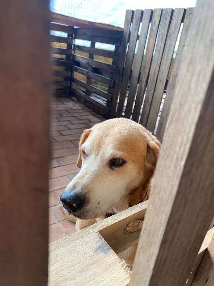 Cão