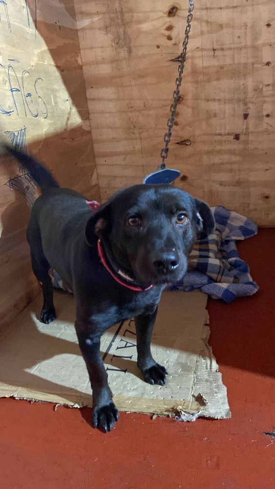 Cão
