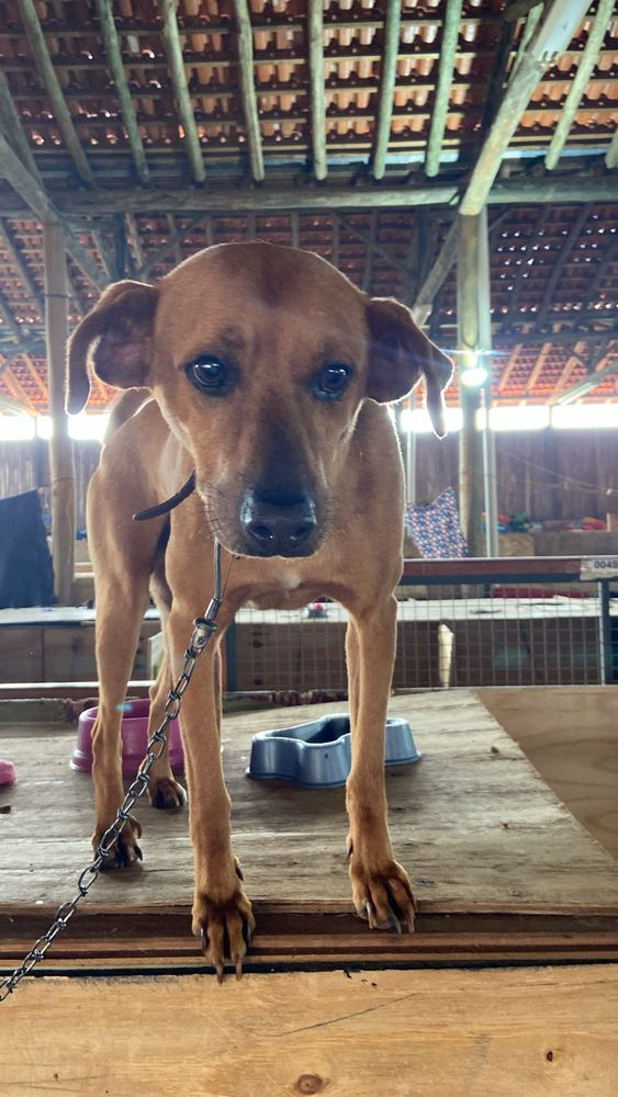 Cão
