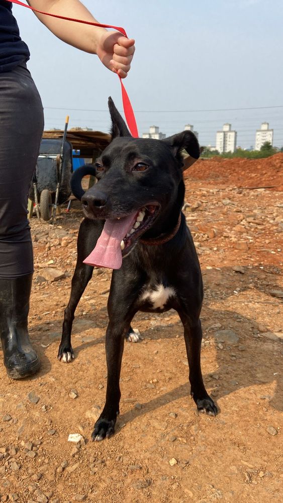 Cão