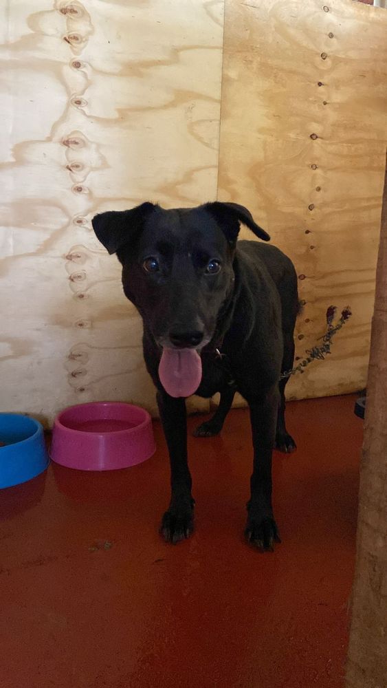 Cão