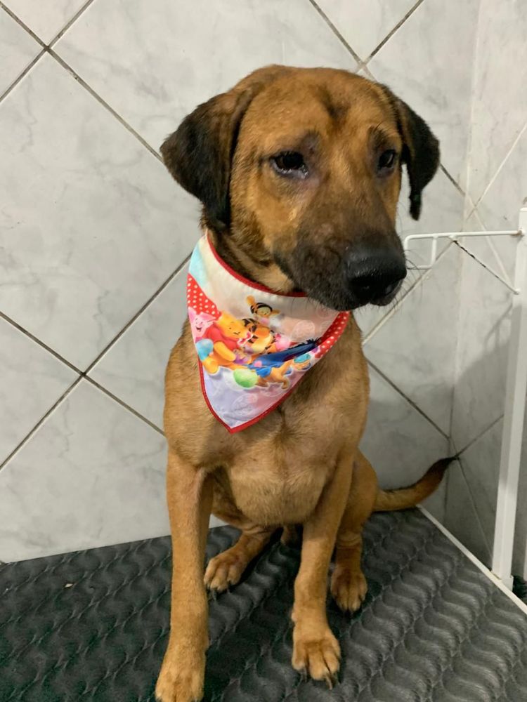 Cão