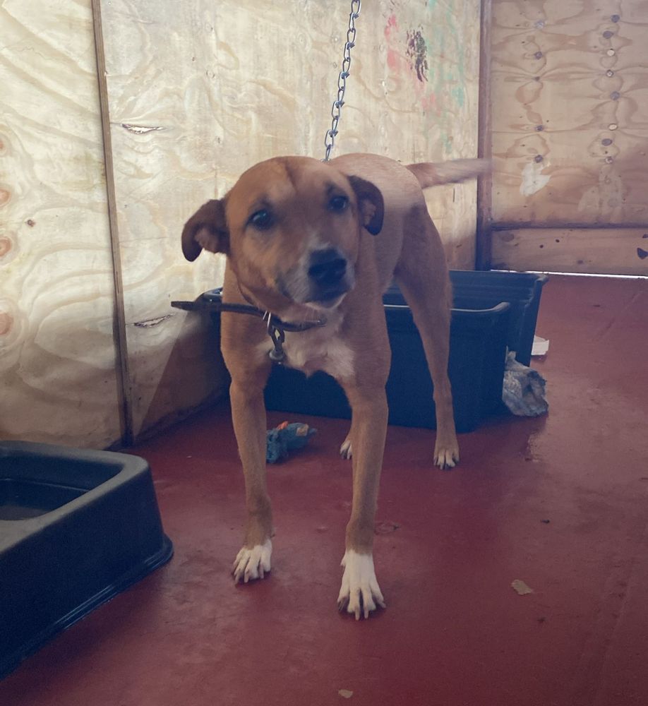 Cão