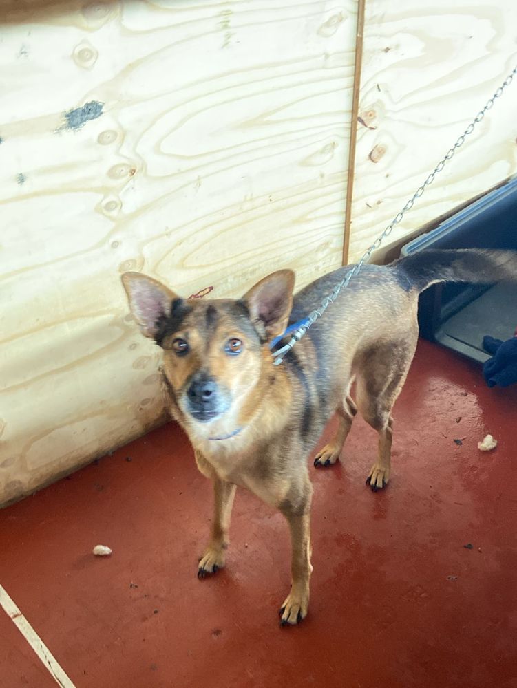 Cão