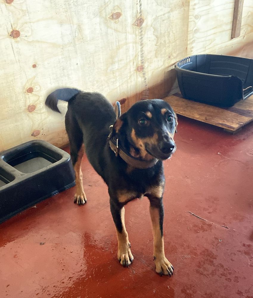 Cão