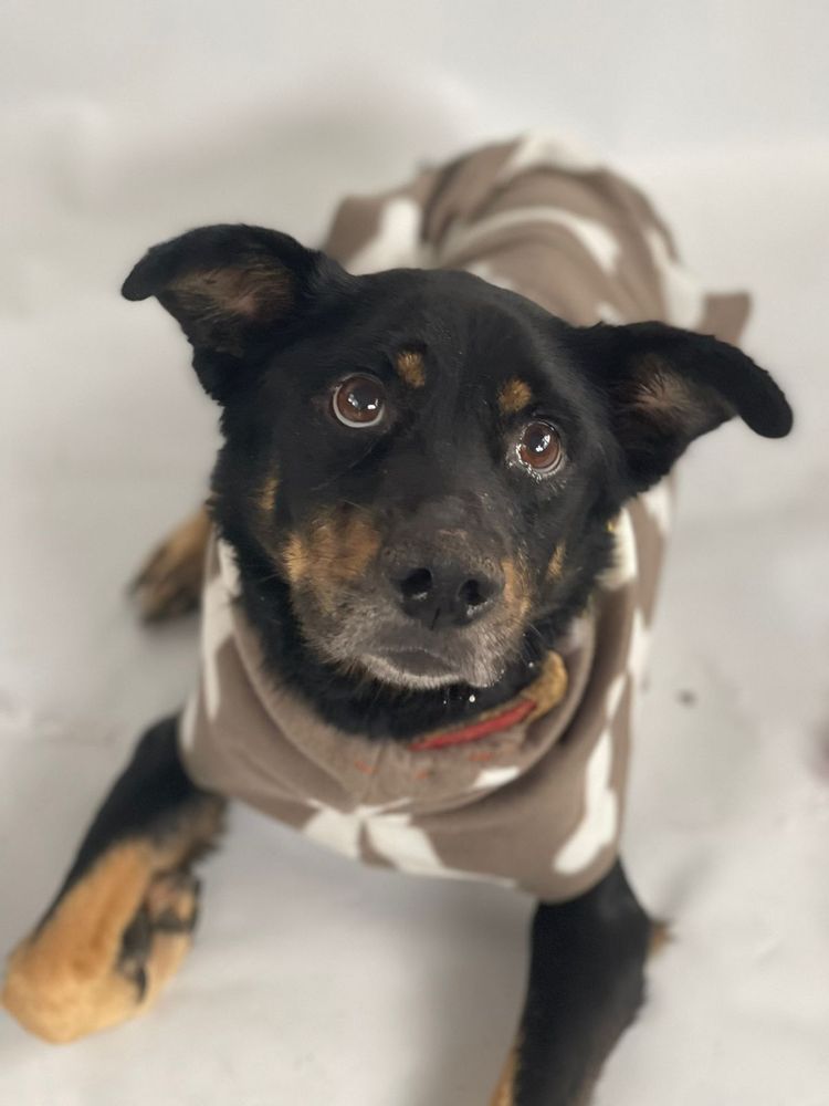 Cão
