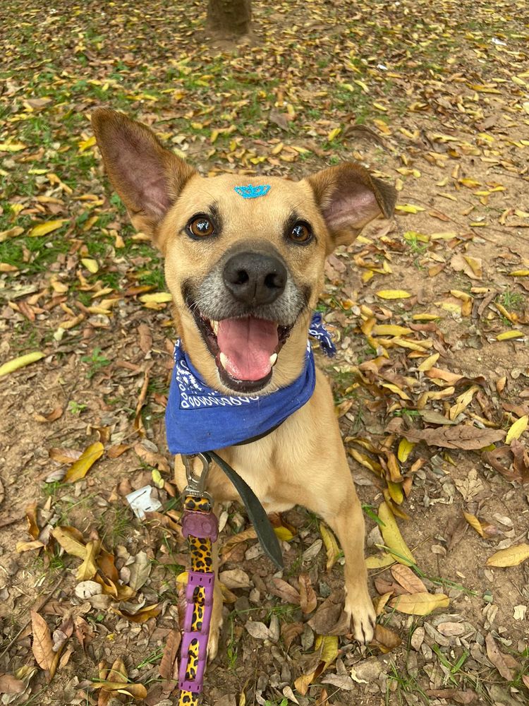 Cão