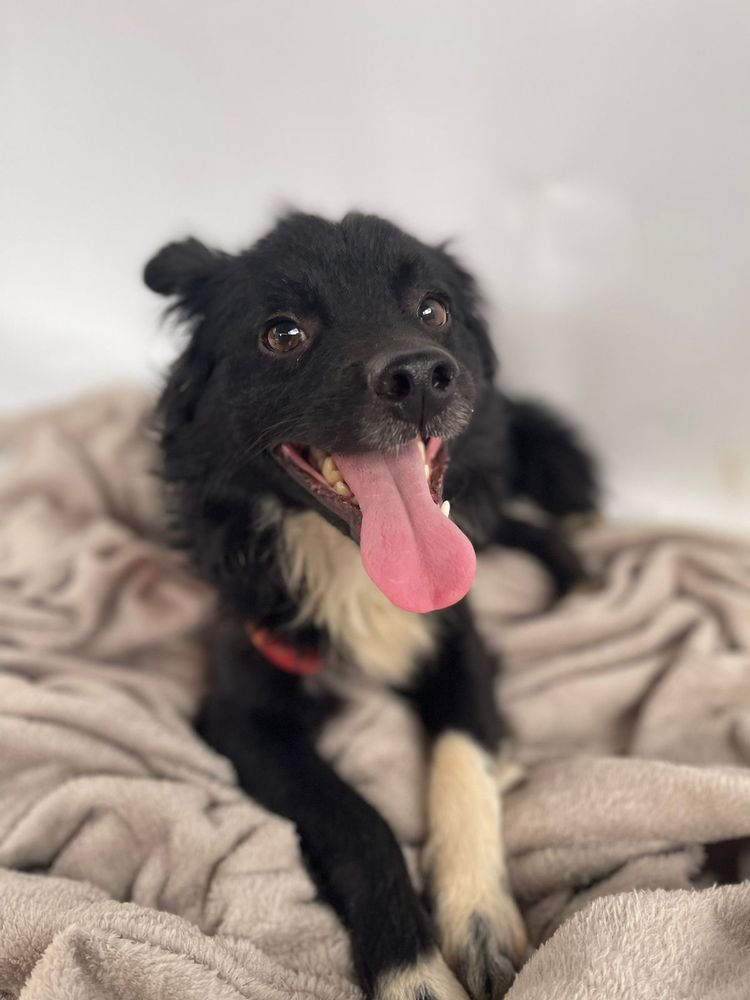 Cão