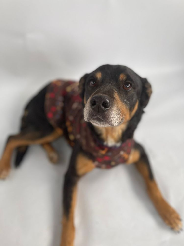 Cão