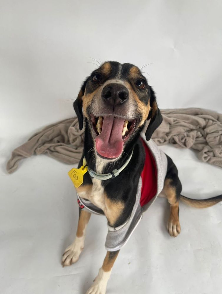 Cão