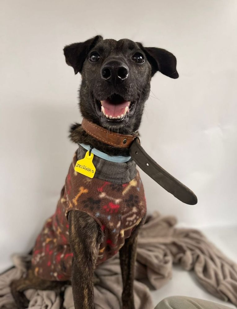 Cão