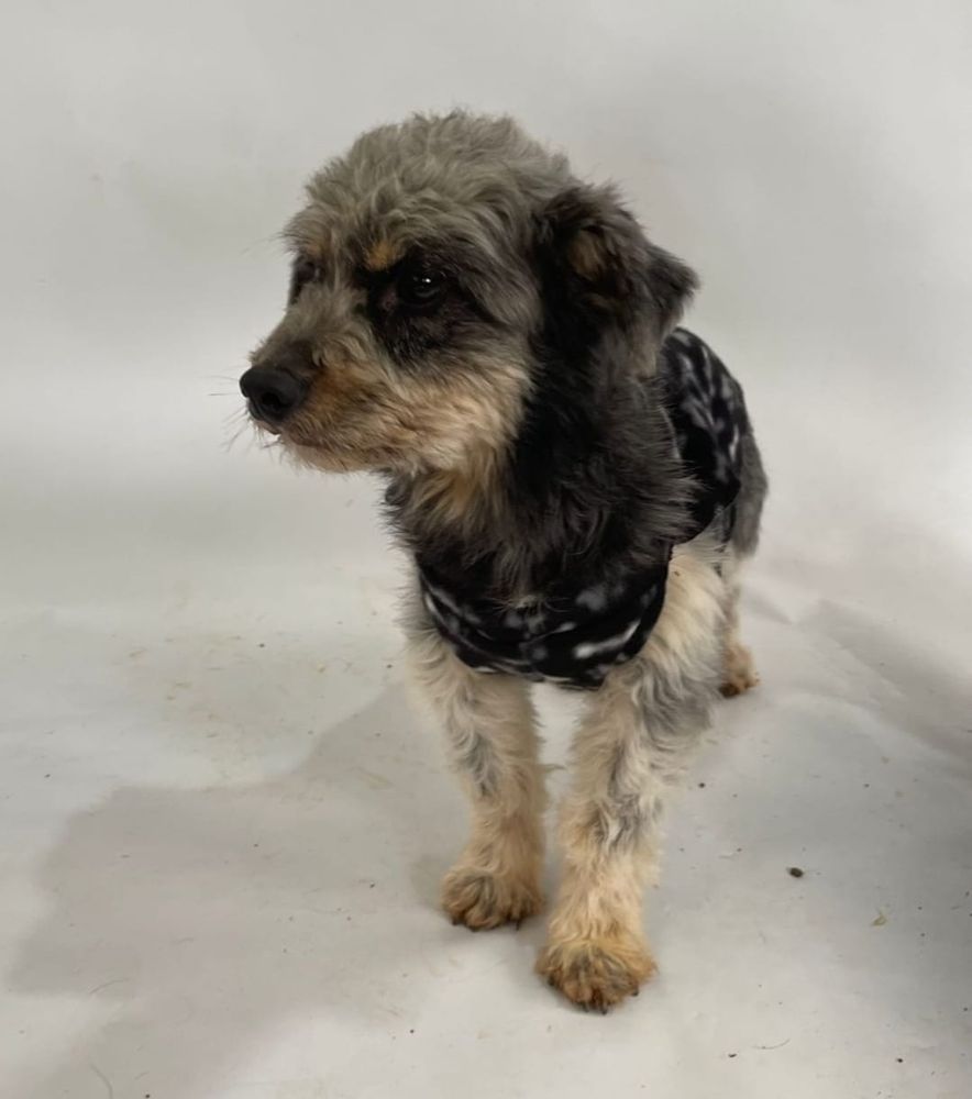 Cão