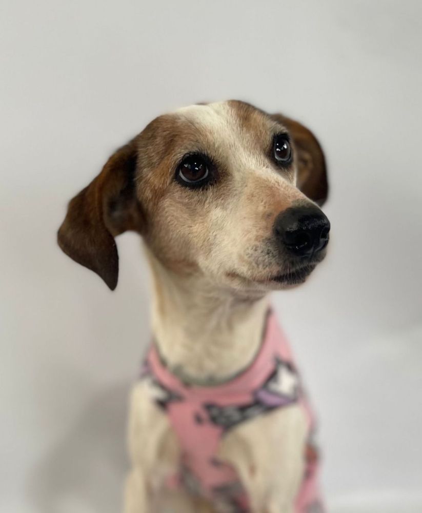 Cão