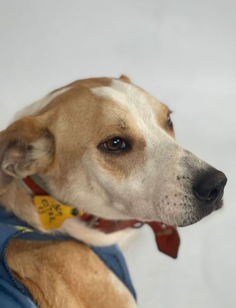 Cão