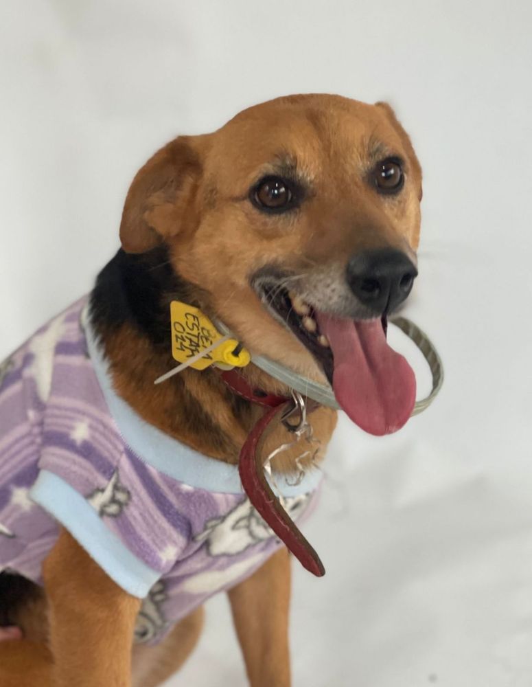 Cão