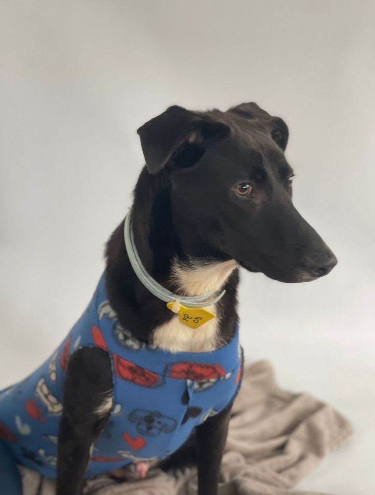 Cão