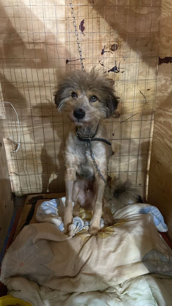 Cão