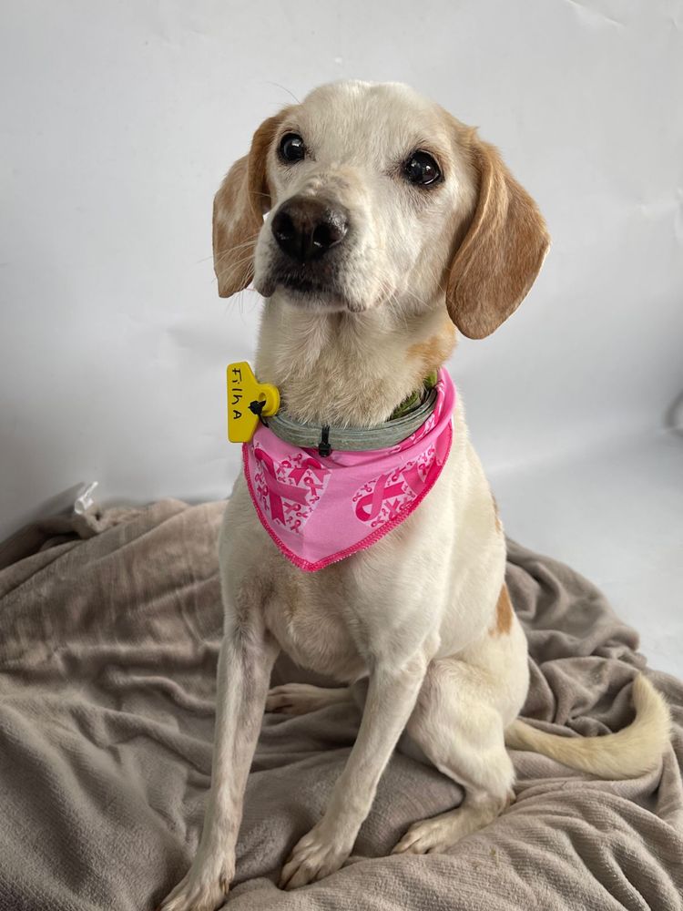 Cão