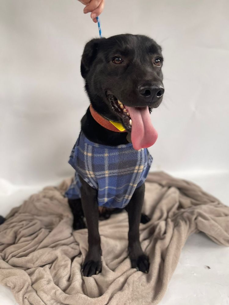 Cão