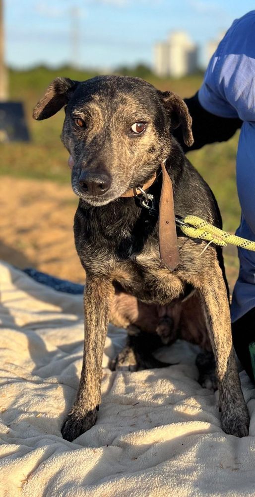 Cão