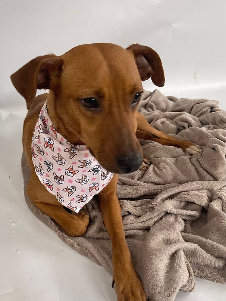 Cão