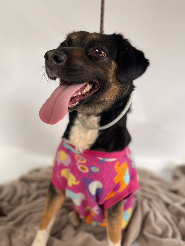 Cão