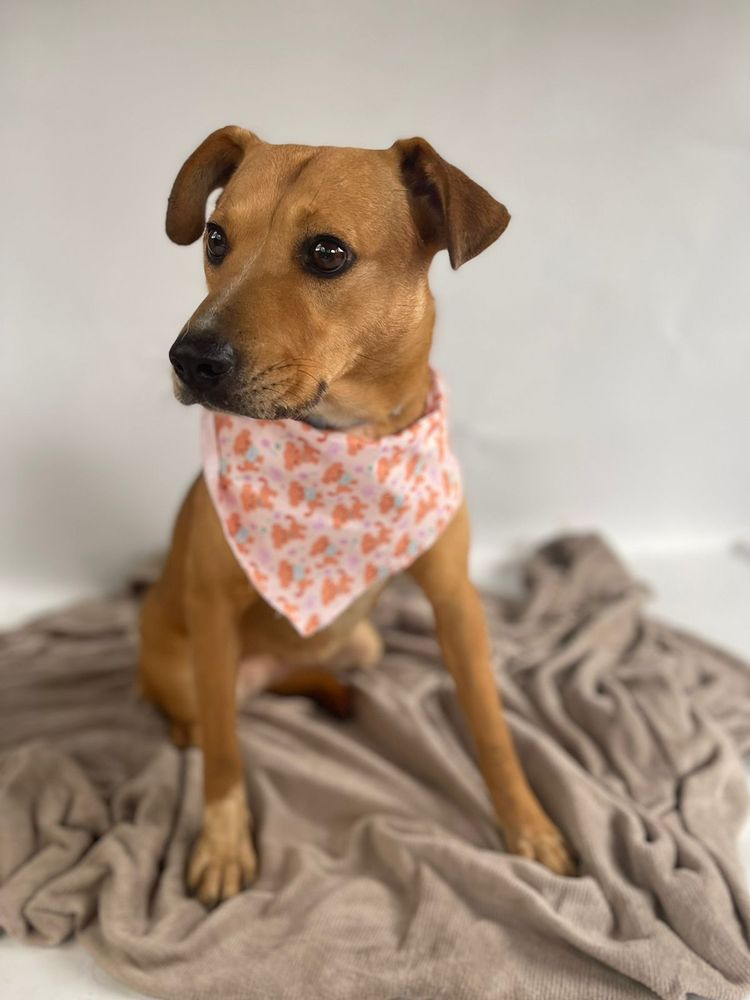 Cão