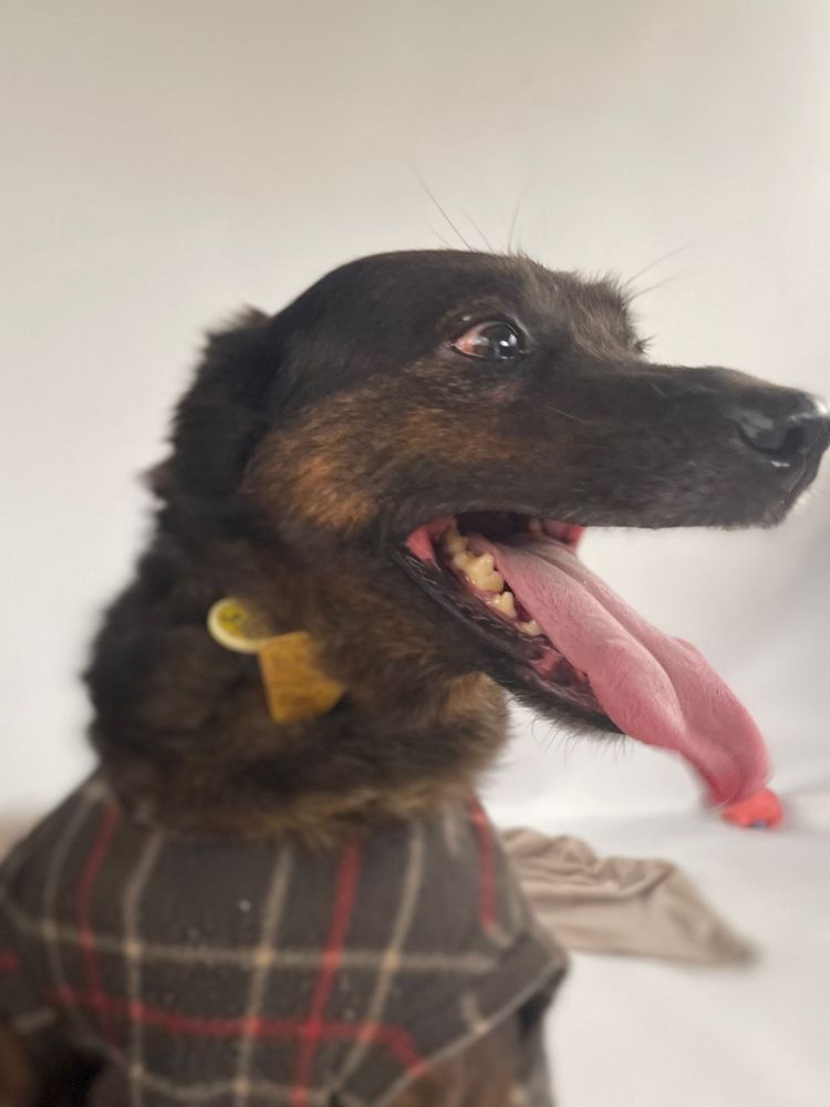 Cão