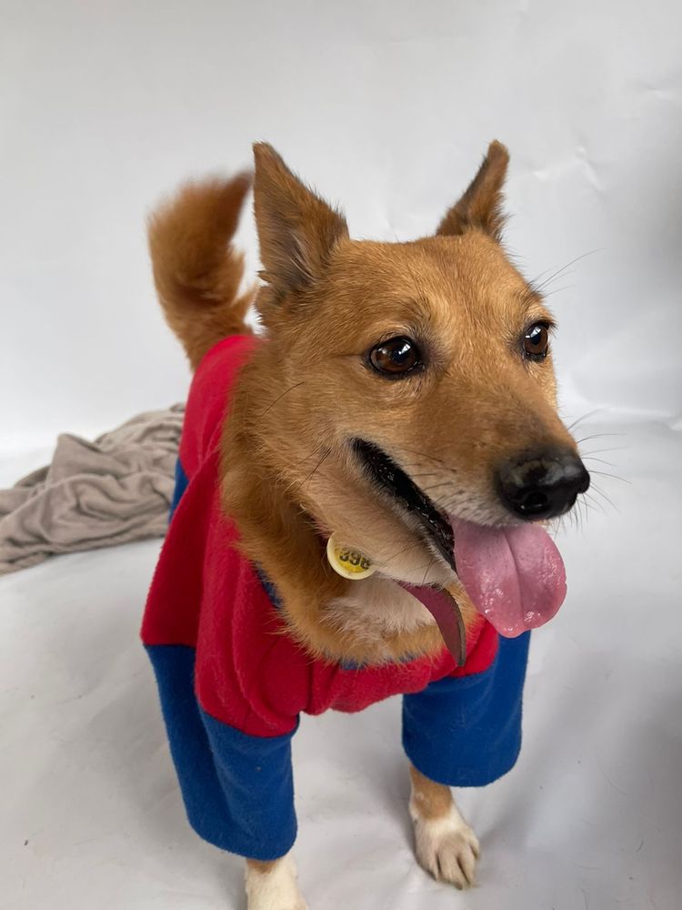 Cão