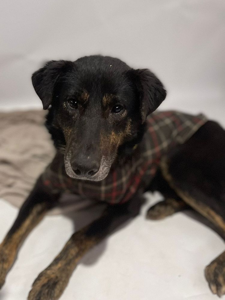 Cão