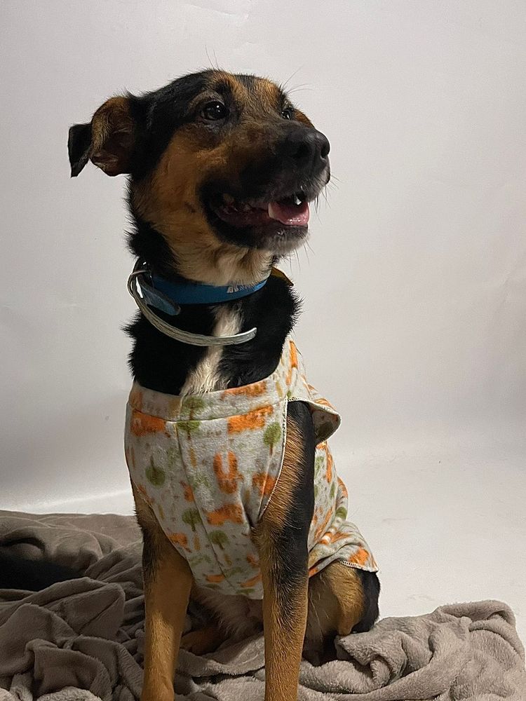 Cão