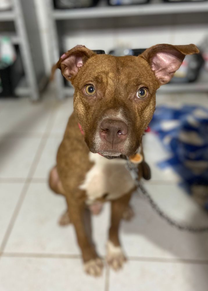 Cão