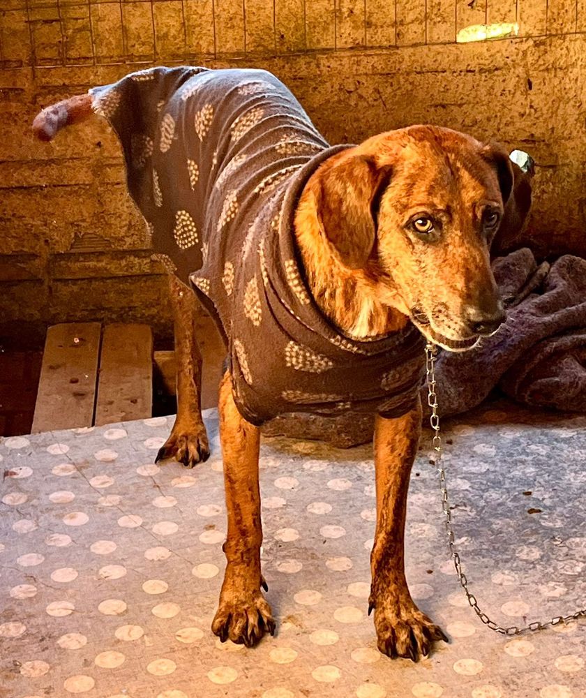 Cão