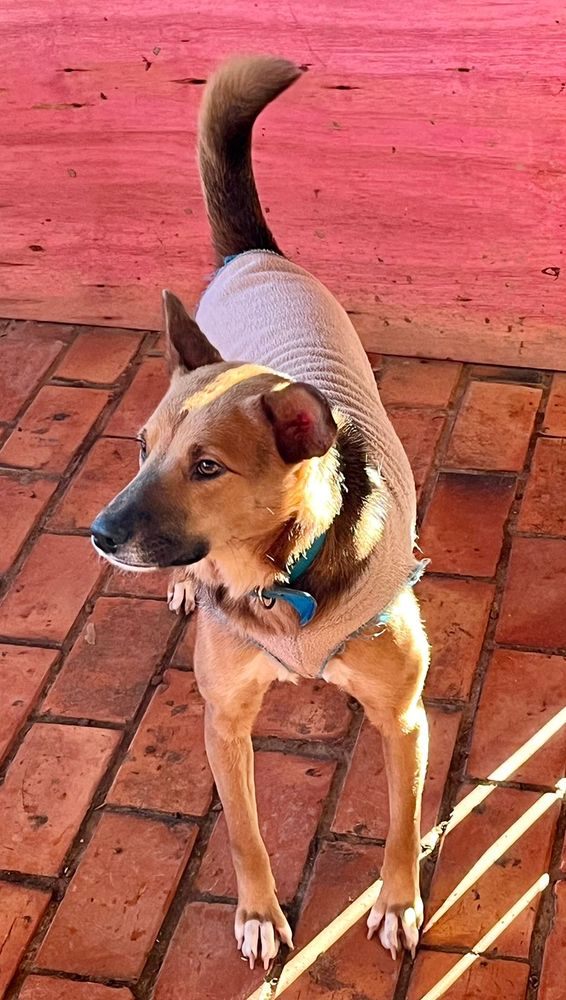 Cão