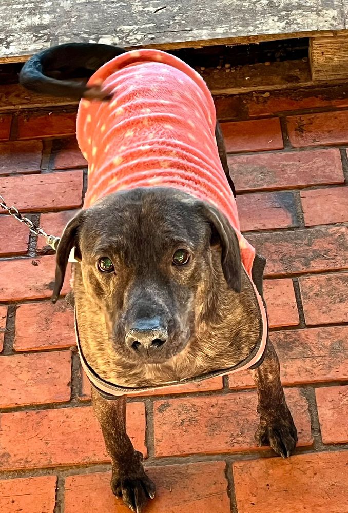 Cão
