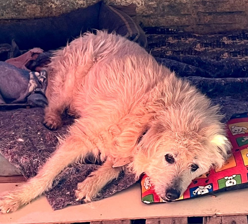 Cão