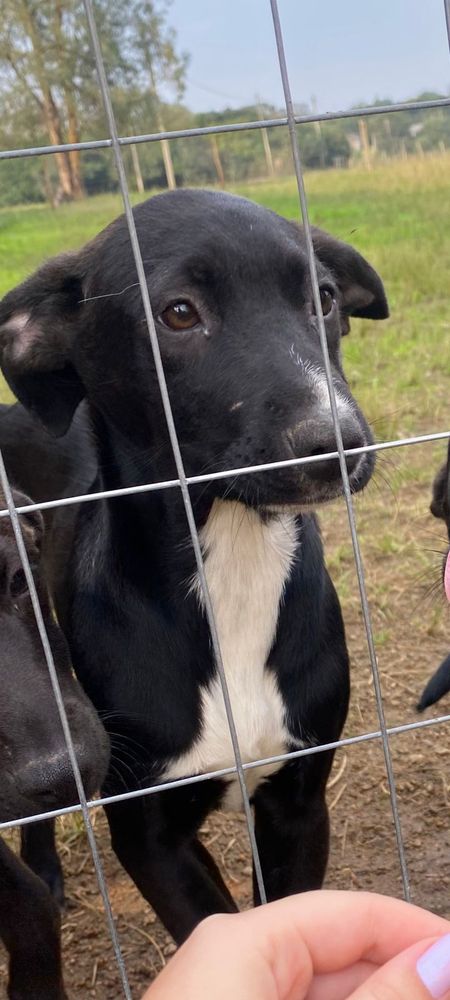 Cão