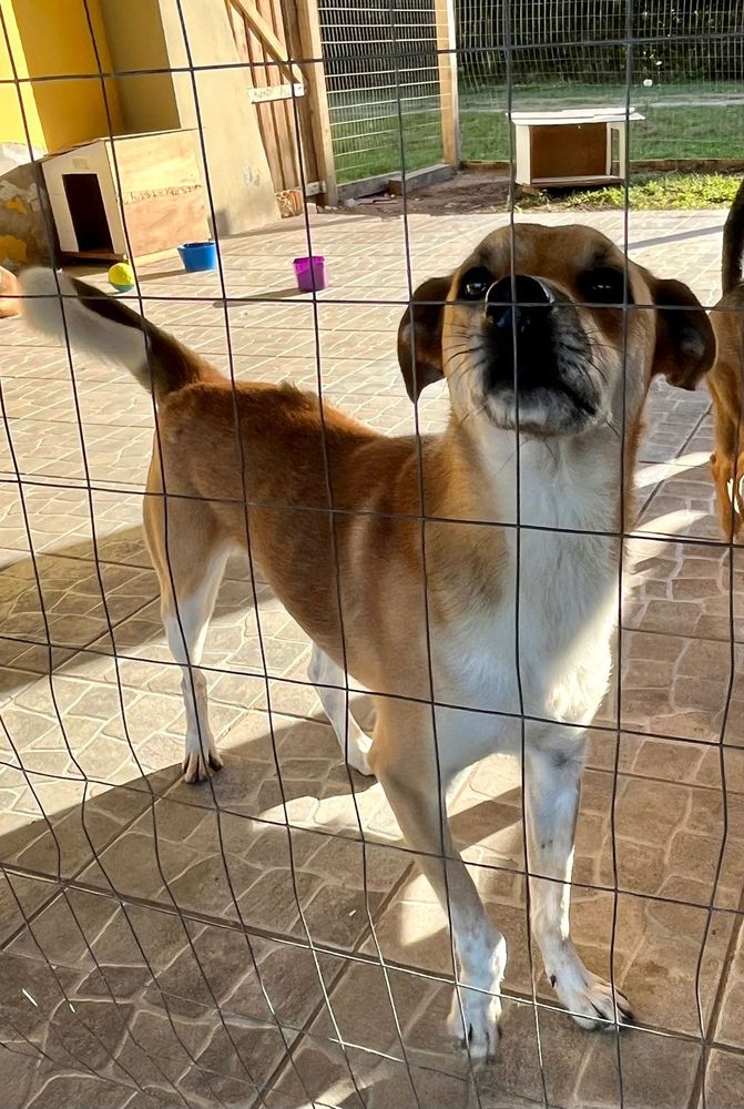 Cão