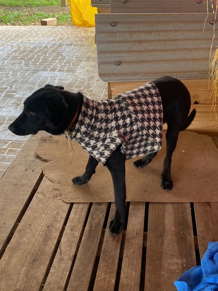 Cão