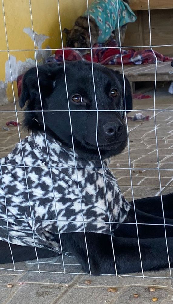 Cão