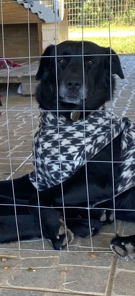 Cão