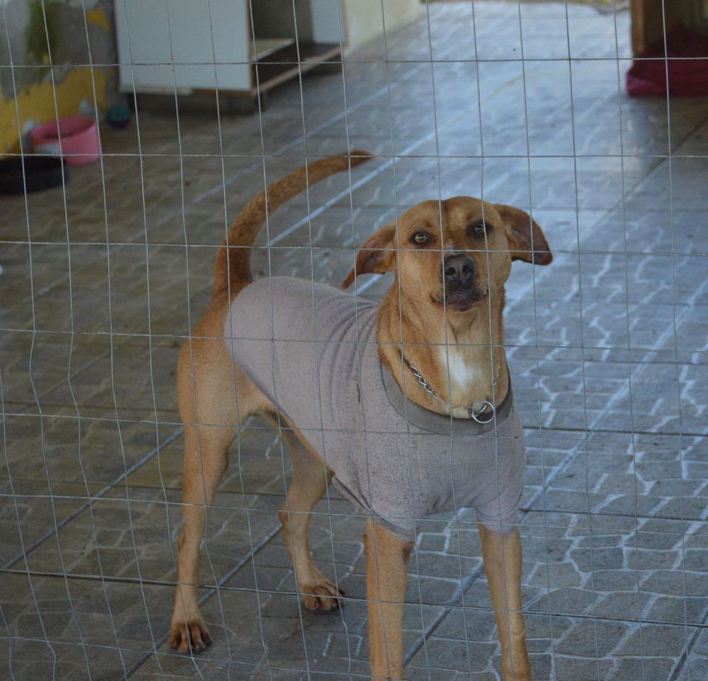 Cão
