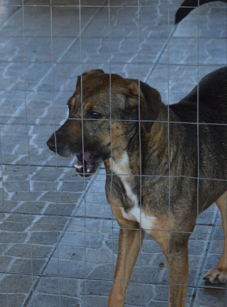Cão